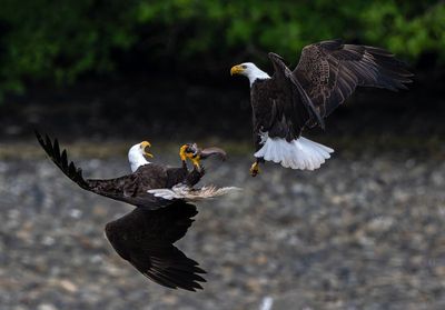 Eagles_GRH1030-20250516_1000p.jpg