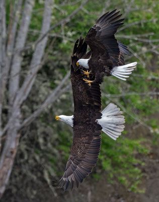 Eagles_GRH1053-20250516_1000p.jpg