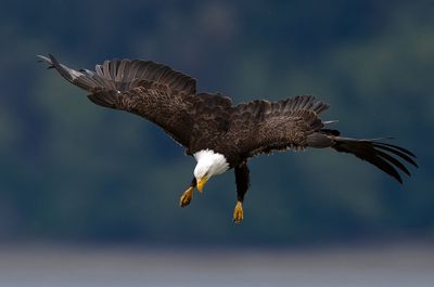 Eagles_GRH1564-20250516s_1000p.jpg