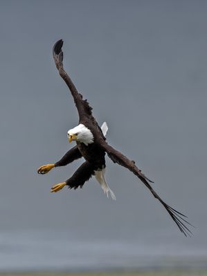 Eagles_GRH1711-20250516.jpg