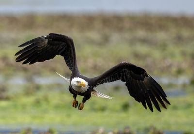 Eagles_GRH2152-20250516_1000p.jpg