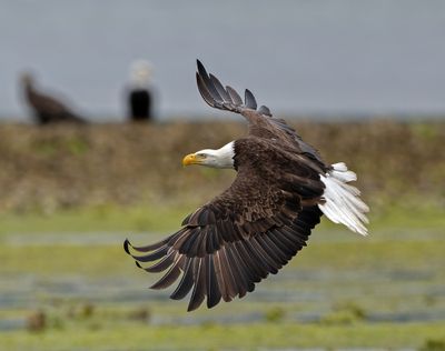 Eagles_GRH2238-20250516_1000p.jpg