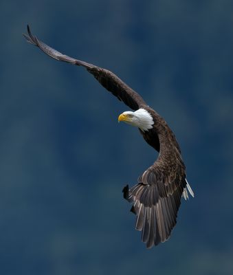 Eagles_GRH2252-20250516_1000p.jpg