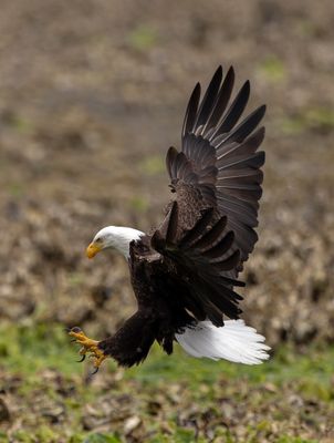 Eagles_GRH2521-20250516_1000p.jpg