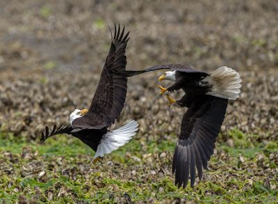Eagles_GRH2692-20250516_1000p.jpg