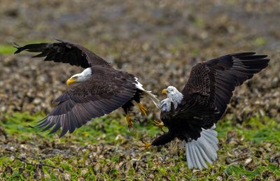 Eagles_GRH2703-20250516b_1000p.jpg