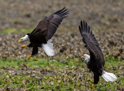 Eagles_GRH2706-20250516s.jpg