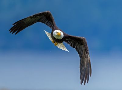 Eagles_GRH2771-20250516_1000p.jpg
