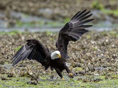 Eagles_GRH2974-20250516_1000p.jpg