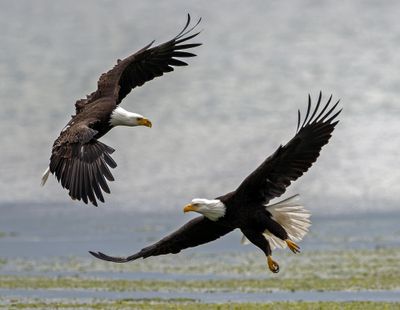 Eagles_GRH3168-20250516_1000p.jpg