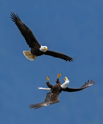 Eagles_GRH7467-20250516_1000p.jpg