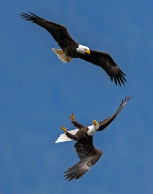 Eagles_GRH7469-20250516_1000p.jpg