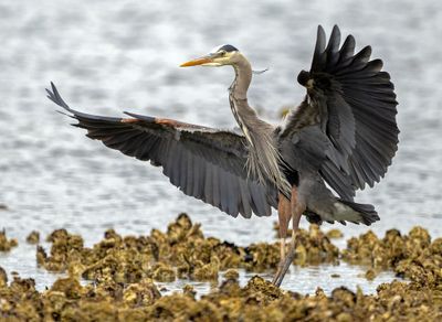 Heron_GRH6494-20250516_1000p.jpg