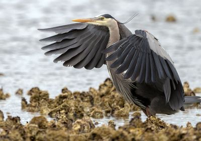 Heron_GRH6503-20250516s_1000p.jpg