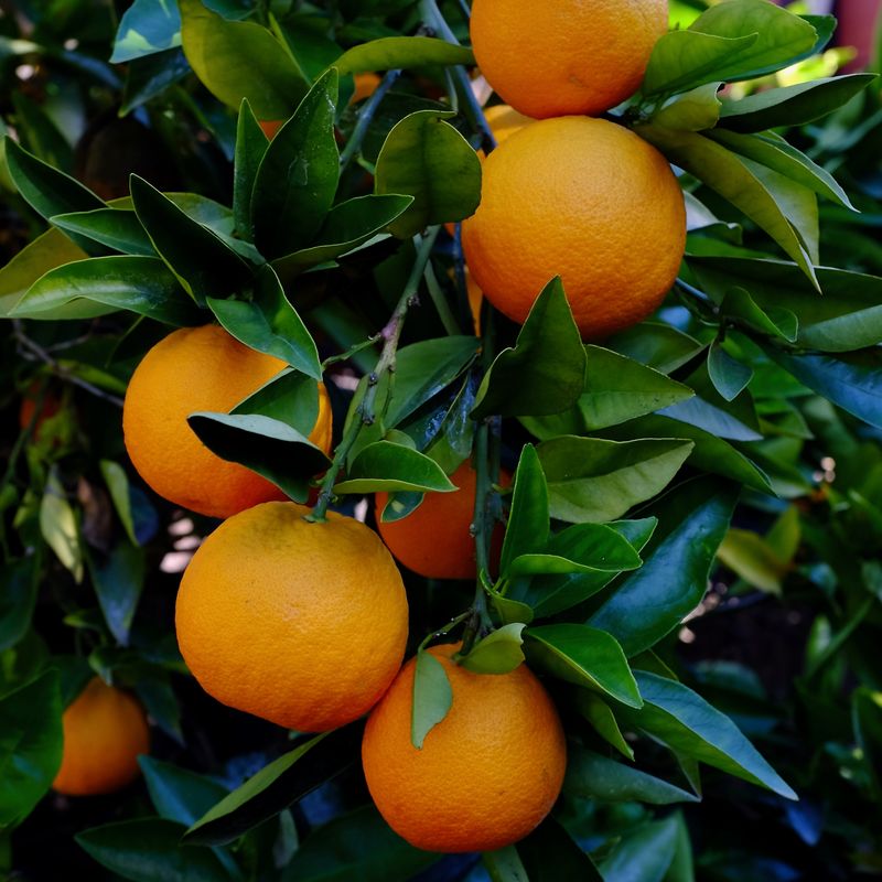 Oranges