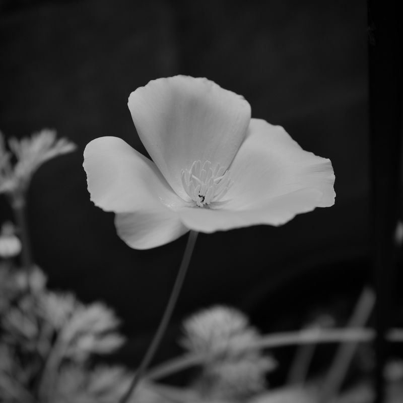 Poppy in Black and White