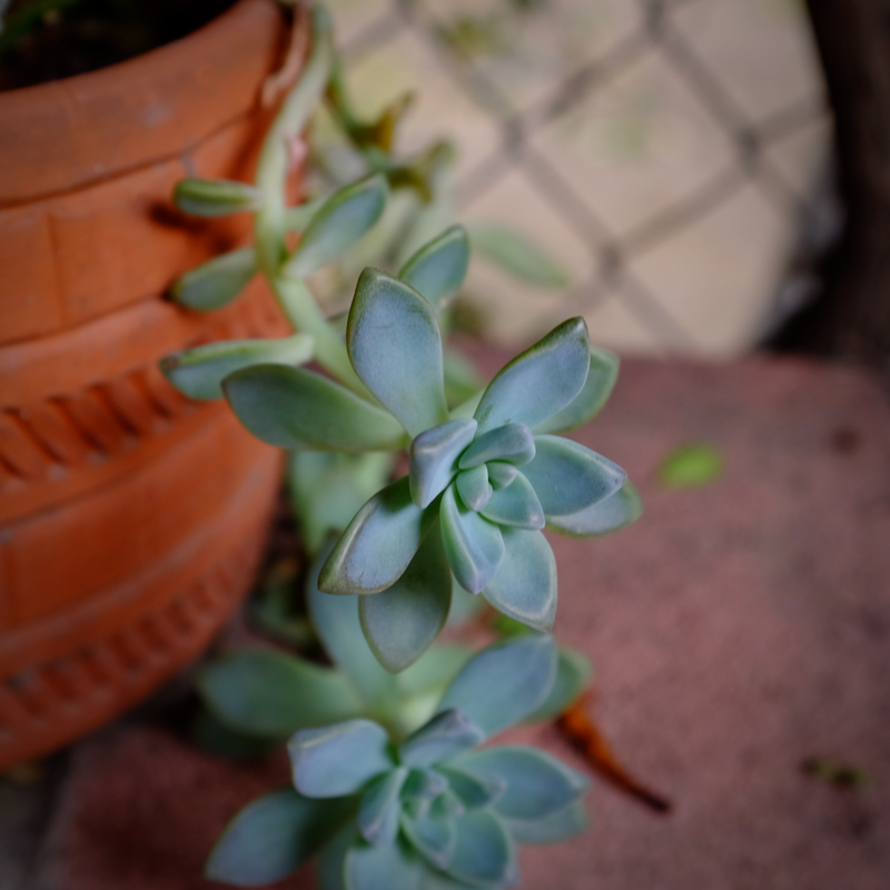 Succulent