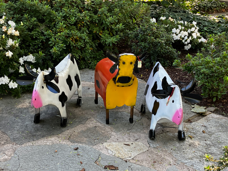 Claremont Village Cow Herd