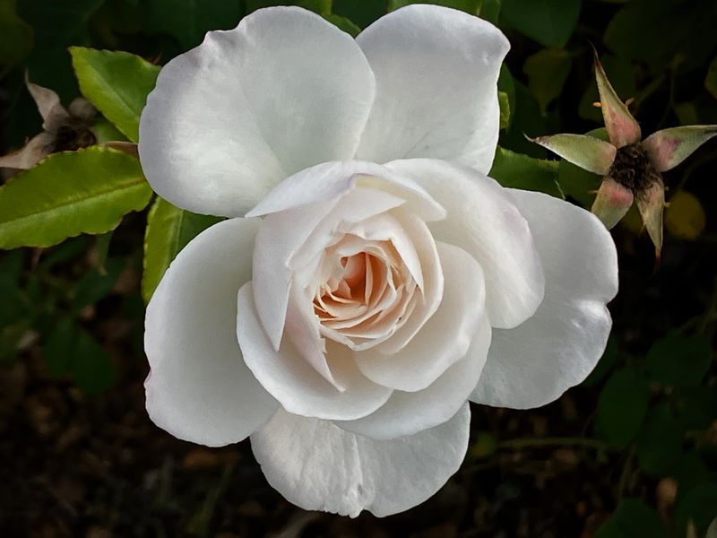 White Rose