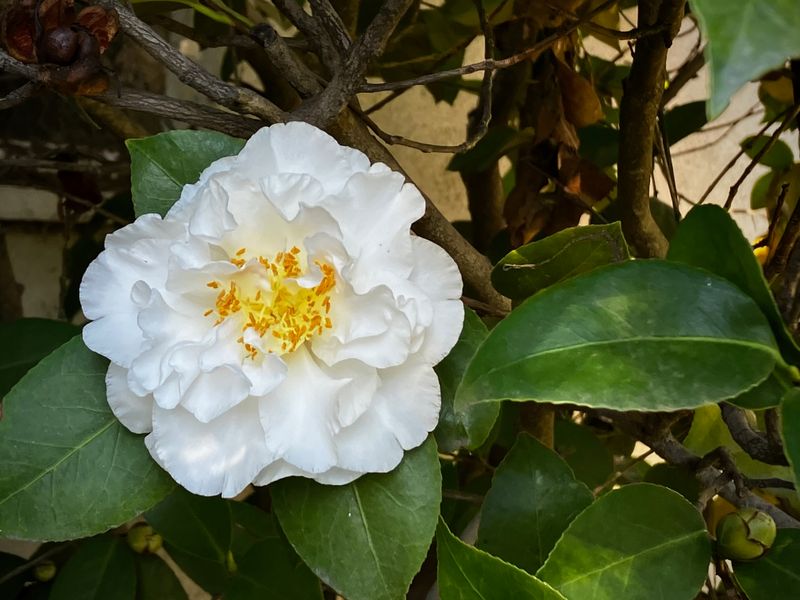 Camillia