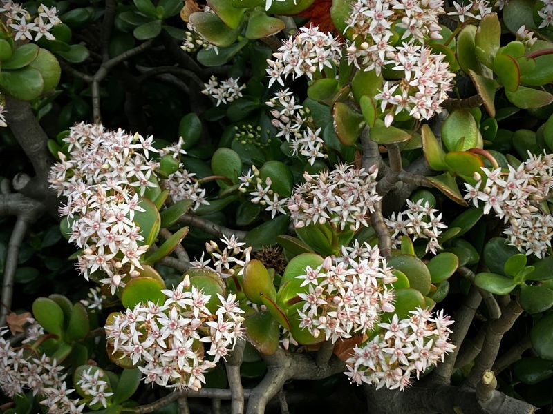 Jade Plant