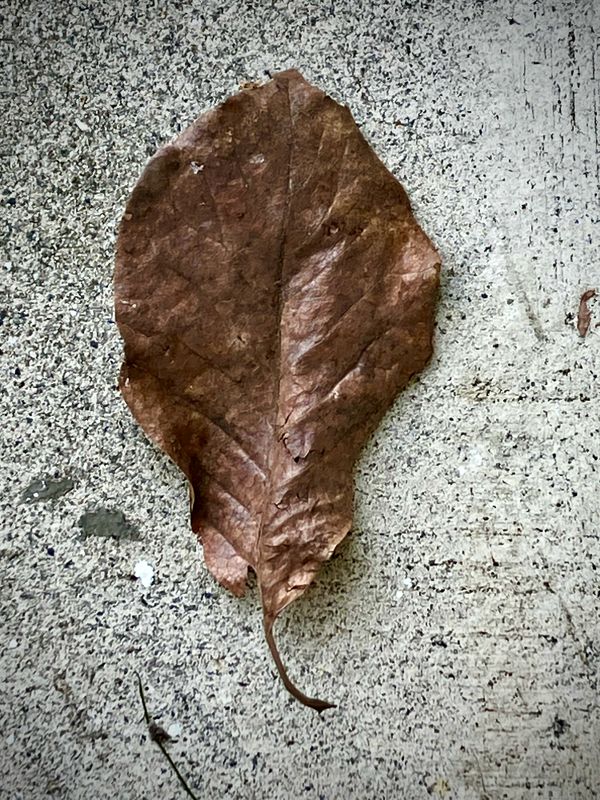 Leaf