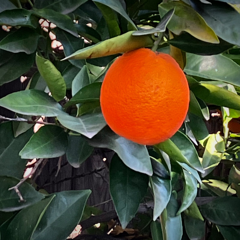 Home Grown