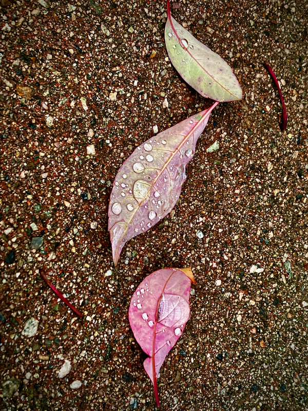 Raindrops