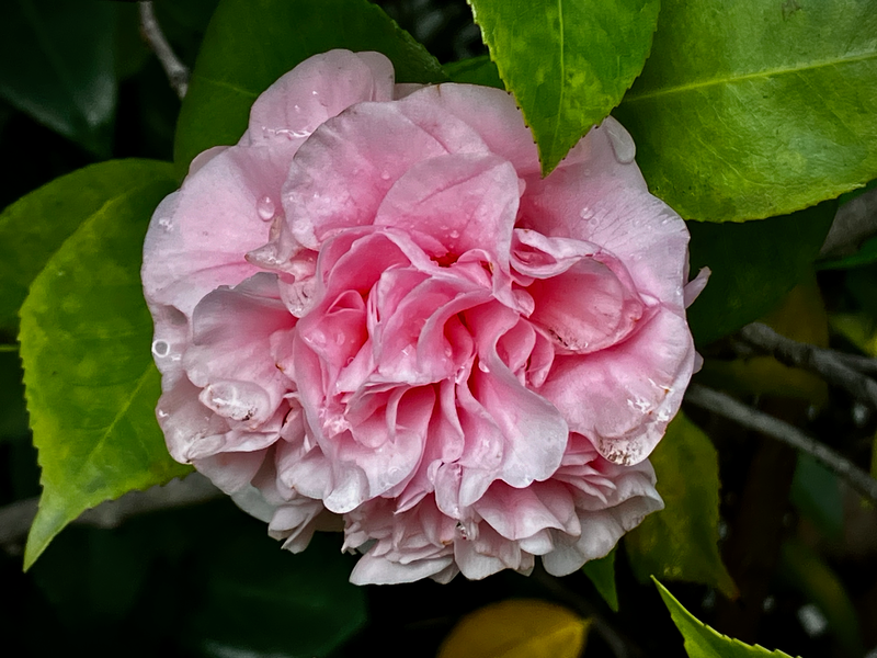 Damp Camillia