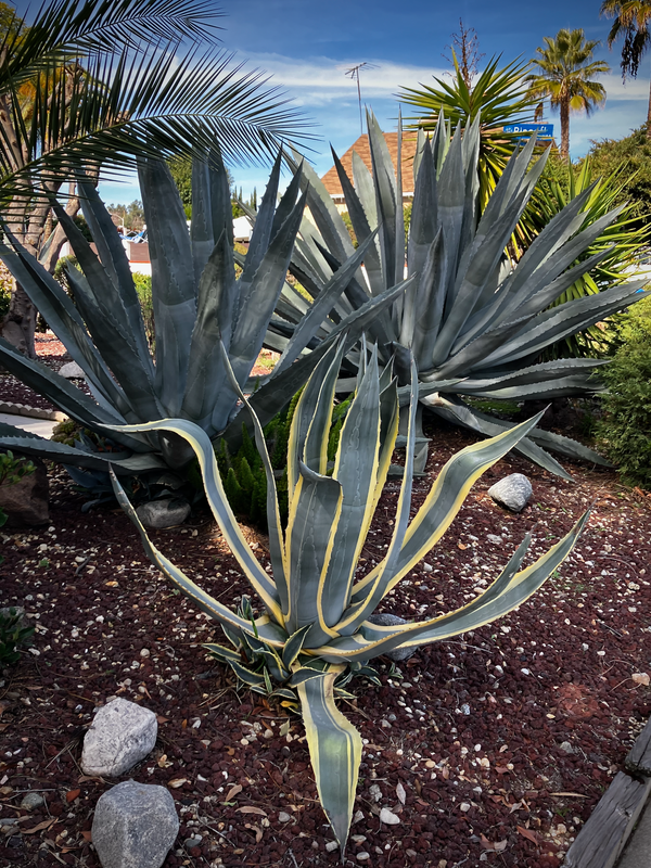 Variegated Century Plant