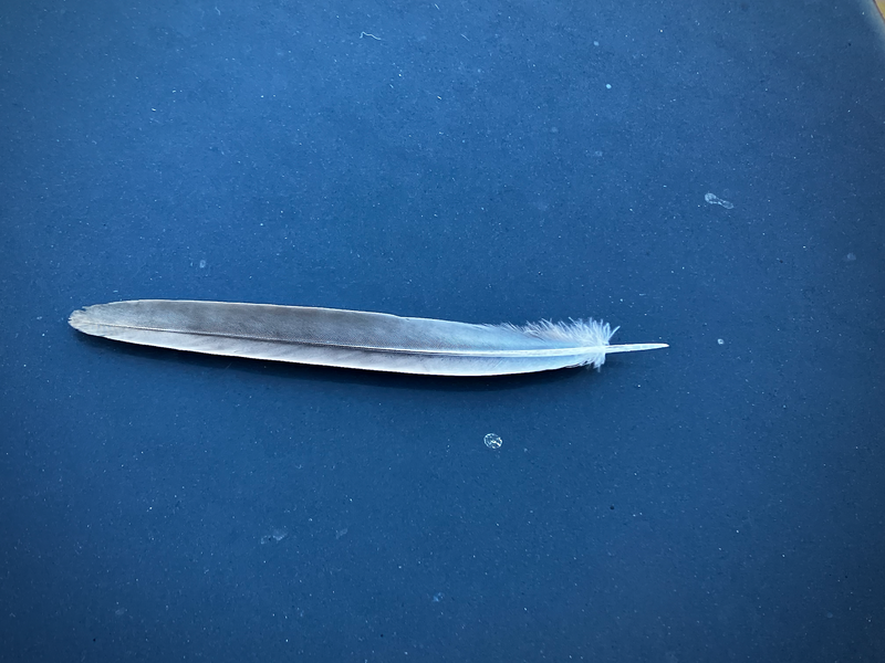 Feather