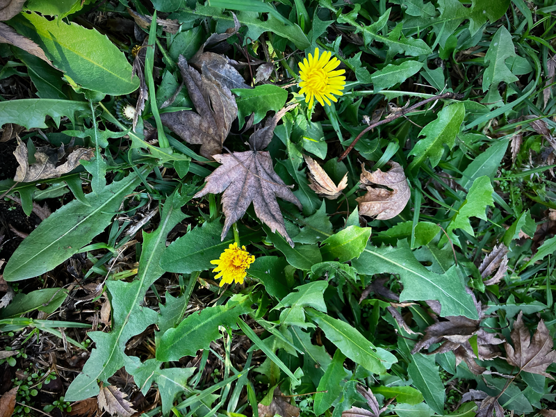 Dandelions