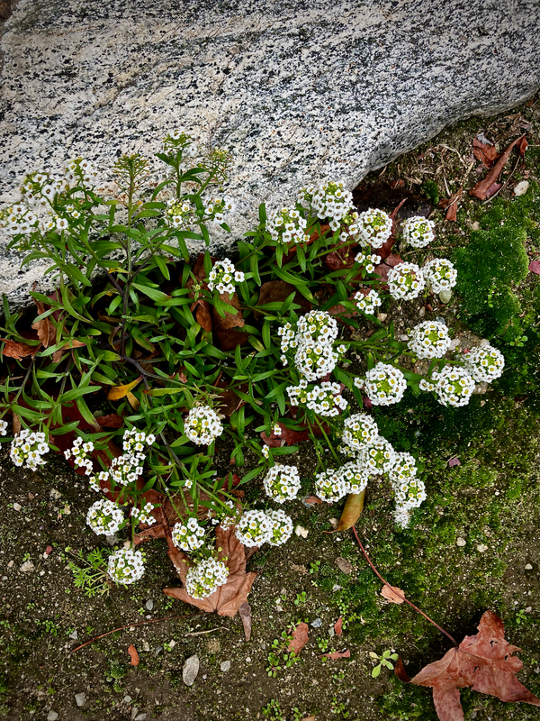 Small White Flowers