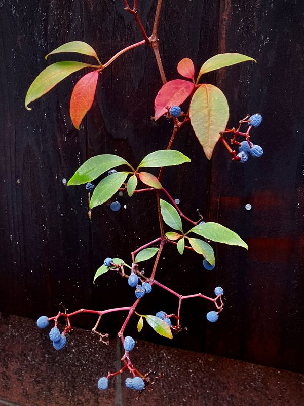 Fruit of the Vine