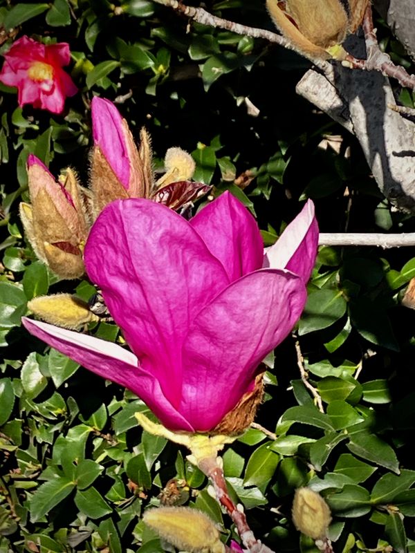 A Magnolia