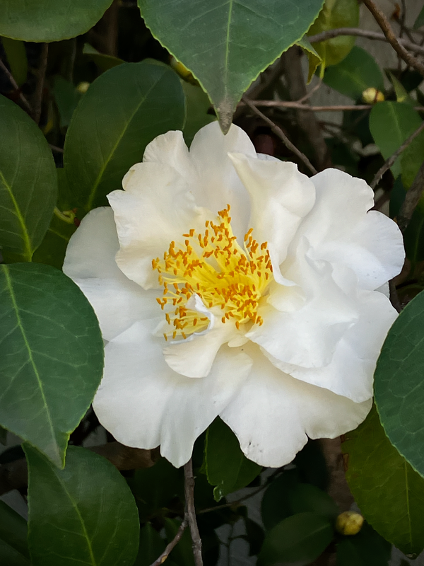 Camillia, Redux