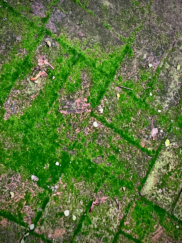 Moss