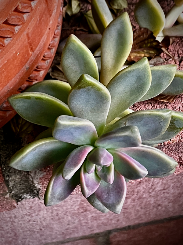 succulent