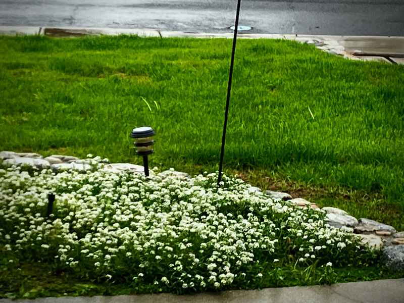 Good for Grass