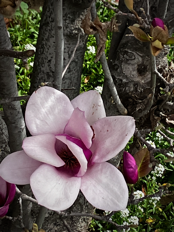 Une fleur