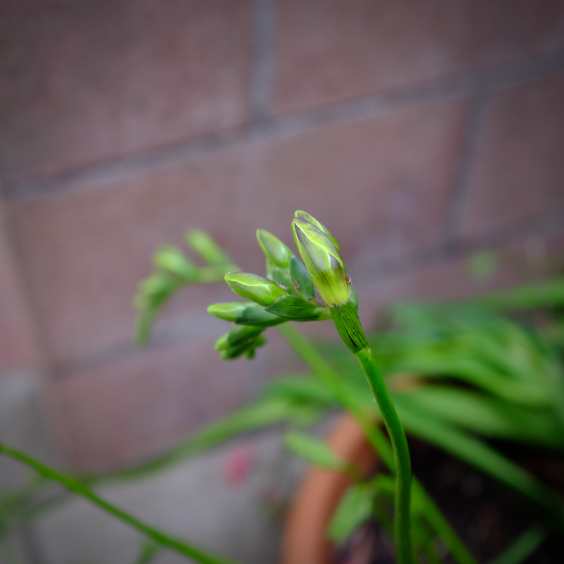 Budding
