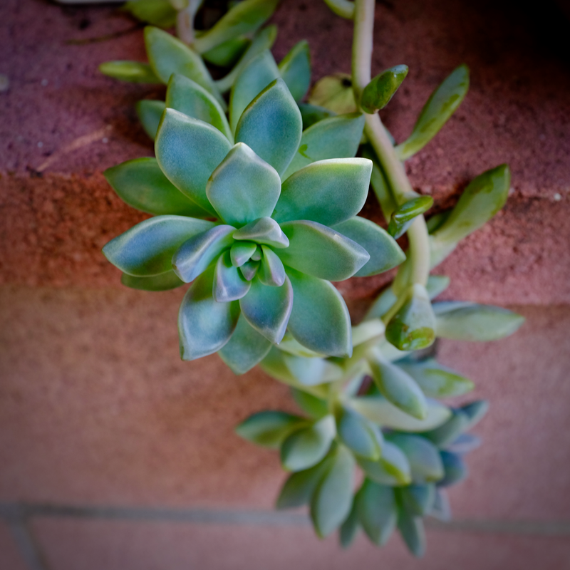 Potted Plant
