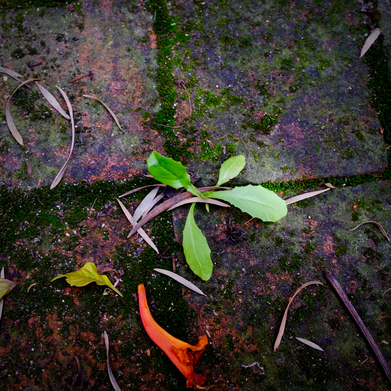 A Tough Little Weed