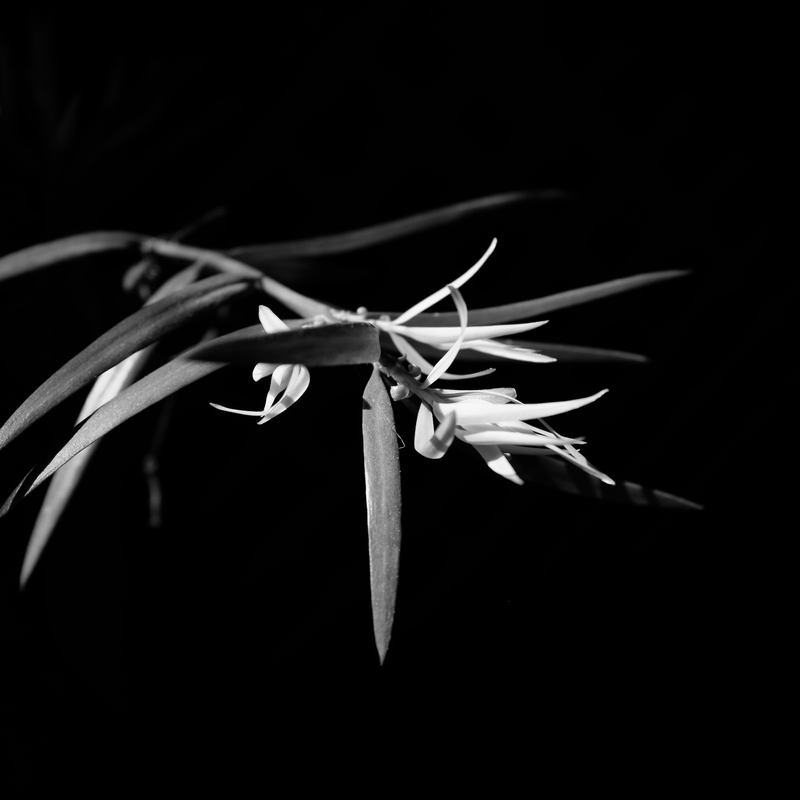 Yew Leaves