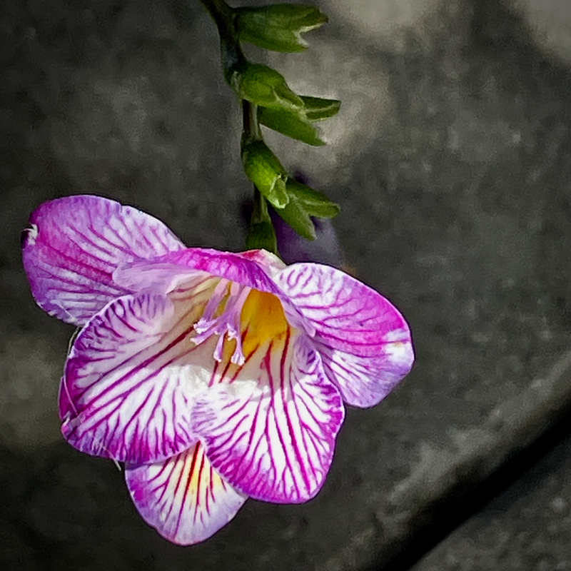 A Survivor