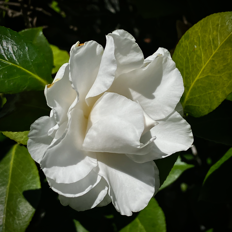 Today's Flower