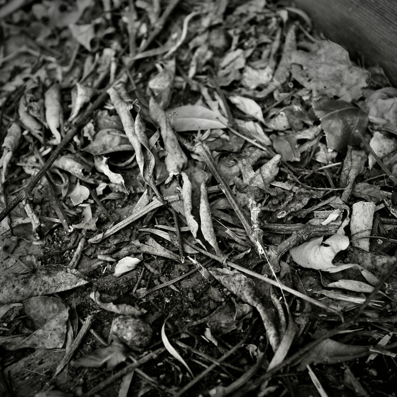 Detritus
