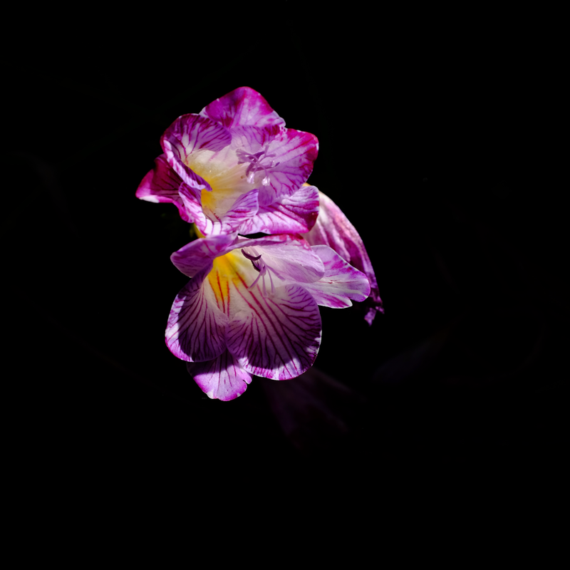 Available Light