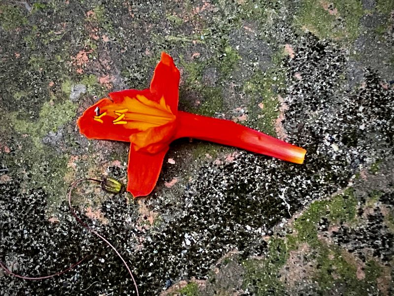 The Fallen