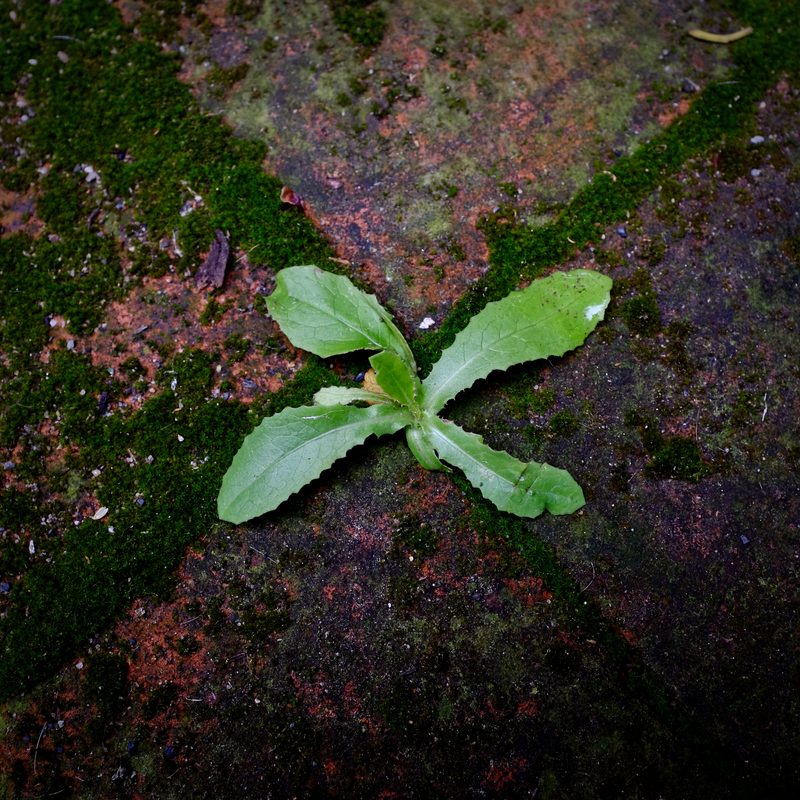 Tenacious